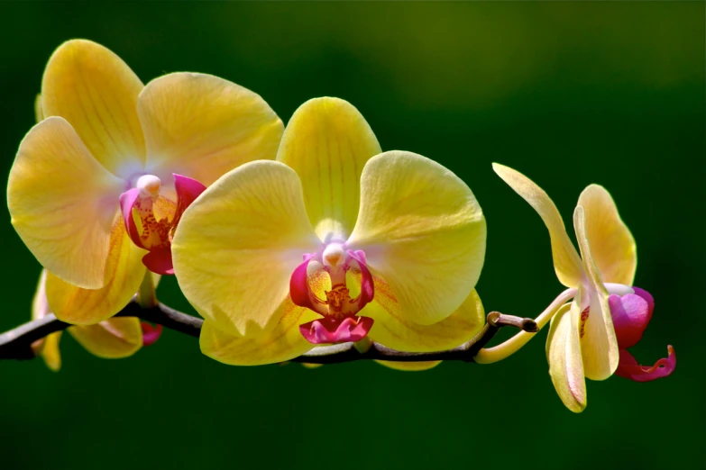 two yellow and pink orchids, one blossomed, on a nch