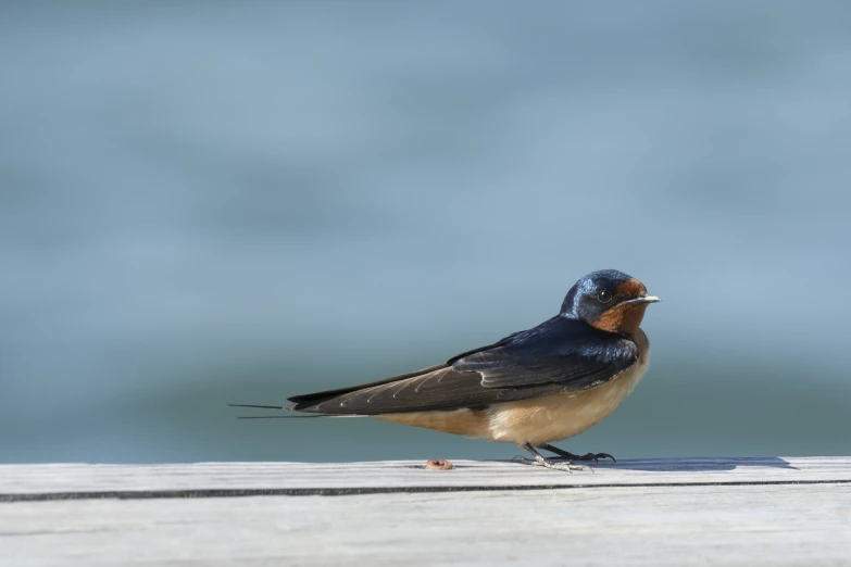 the bird is sitting down on the deck