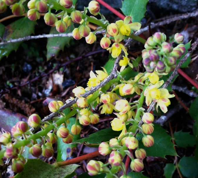 a bunch of flowers growing next to some green leaves