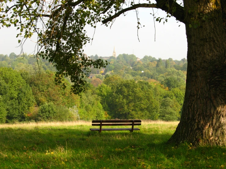 an empty bench under a tree with a view of the park