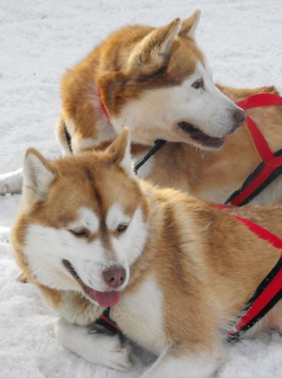 two dogs with harnesses laying down on snow