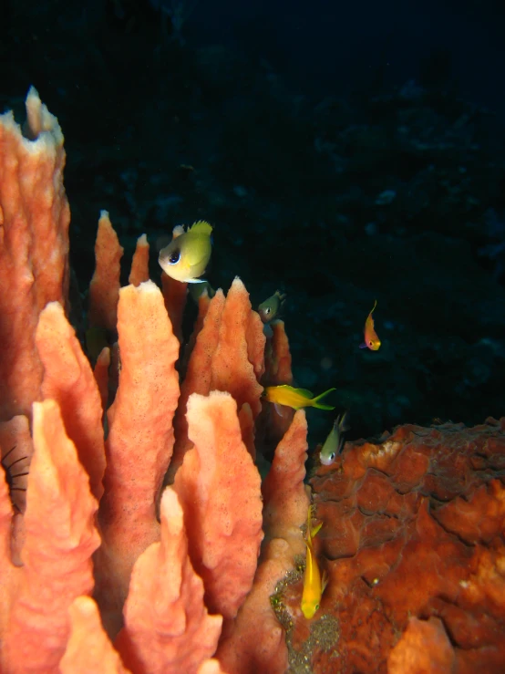 small fish swimming around a large coral