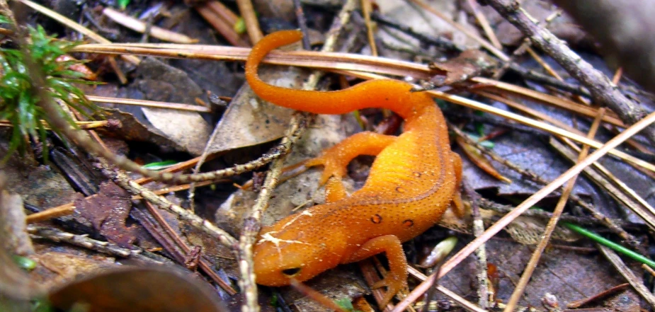 the small orange lizard is sitting on the ground
