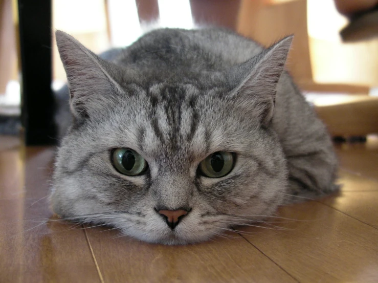 a tabby cat laying on a hardwood floor