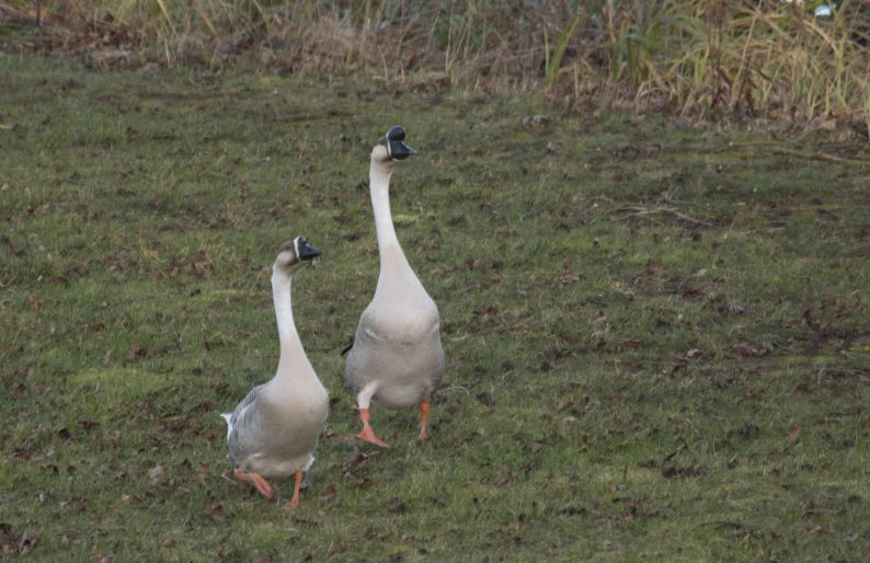two geese walking along the side of a grassy hill