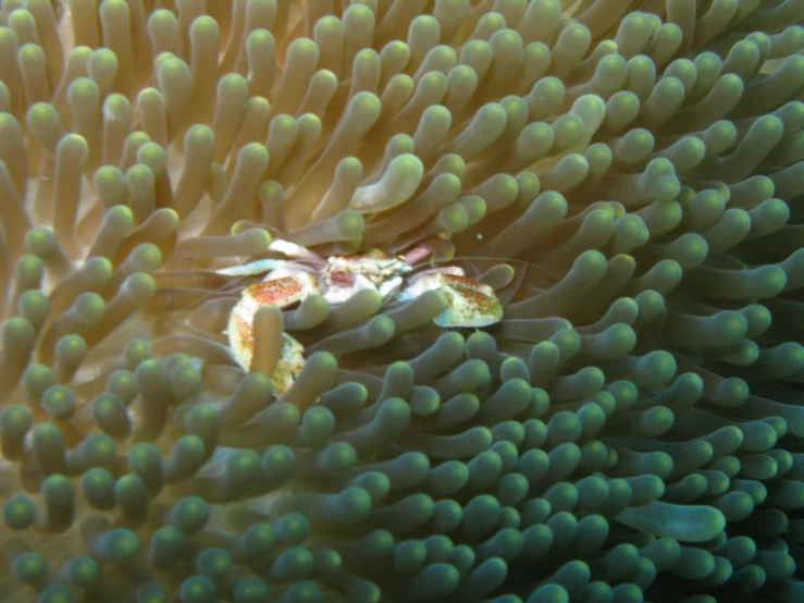 an animal with a face in some sea anemone