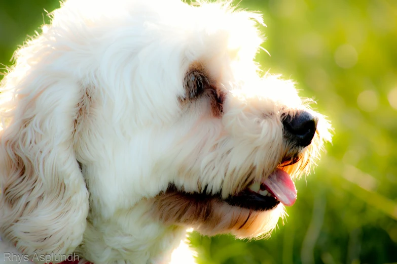 a very cute white dog with a red collar