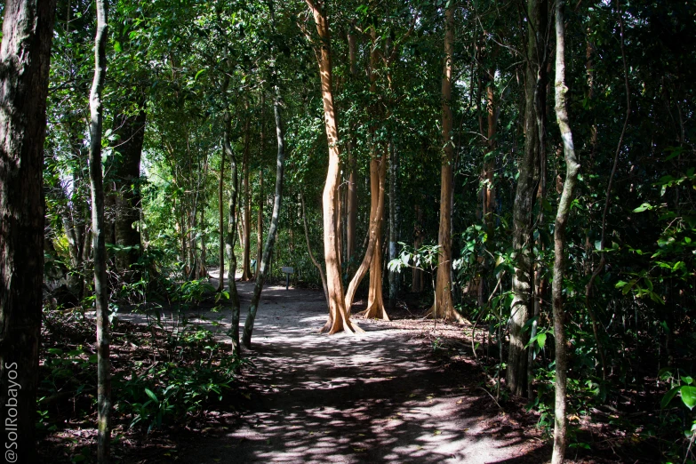 a dirt path through the forest leading to some trees