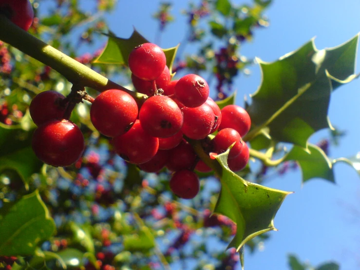 berries growing on a bush with leaves and sky in background