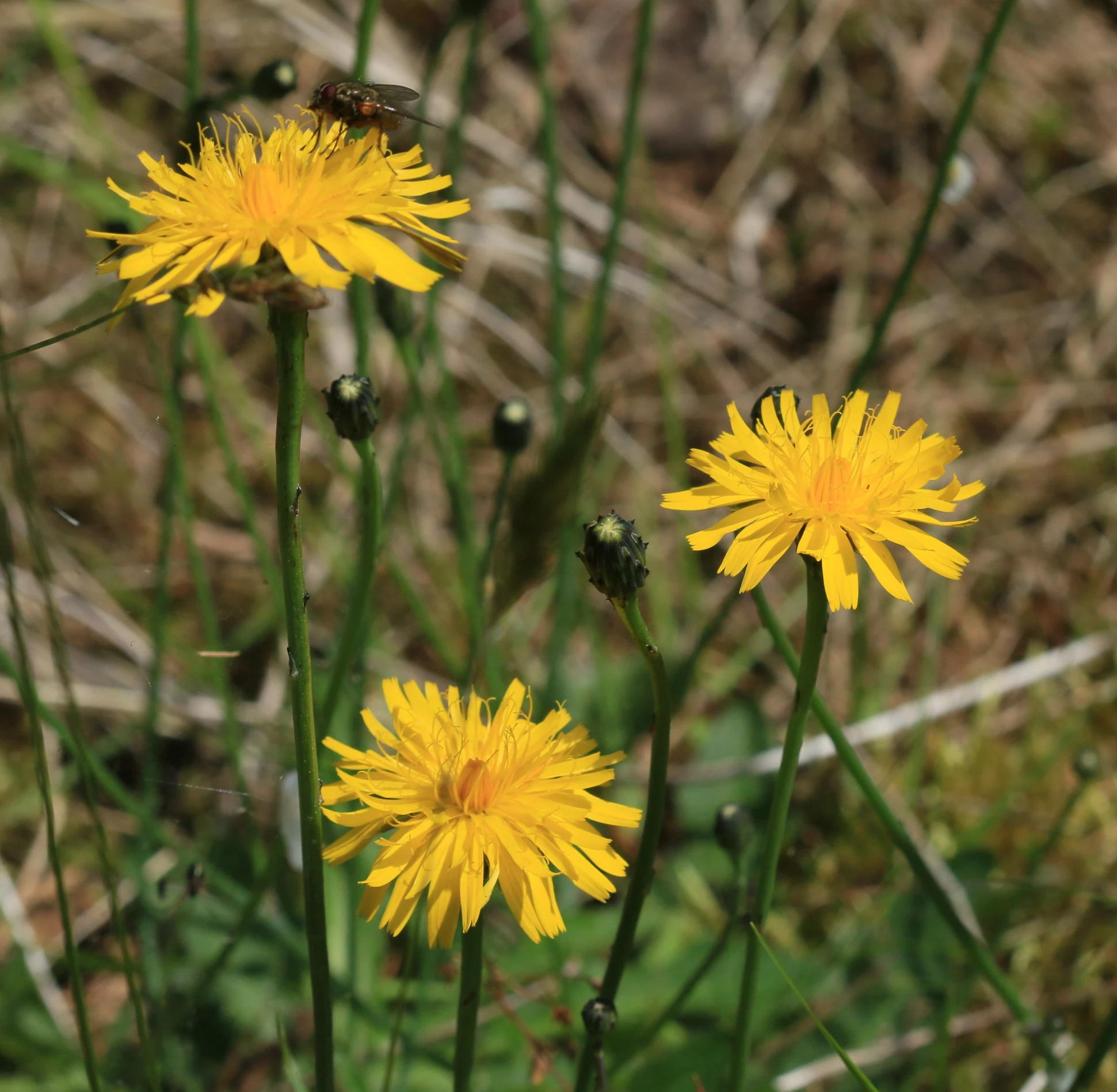 some yellow flowers that are next to each other