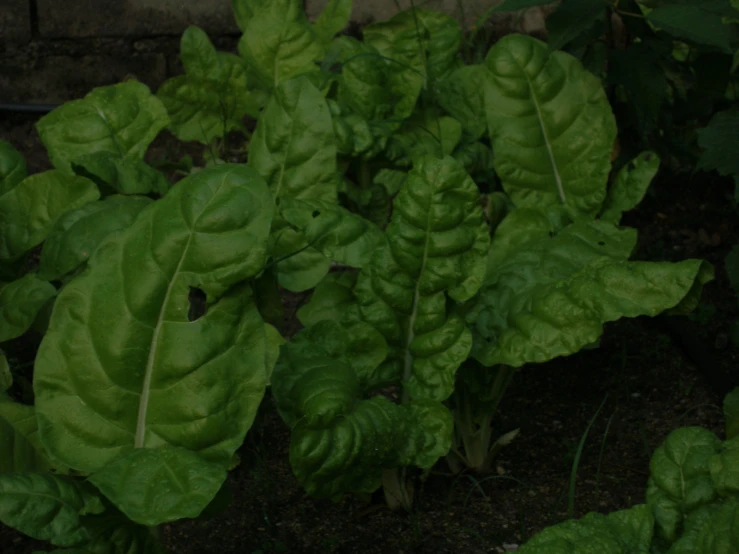 some leafy green plants are growing in the ground