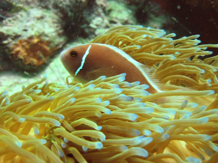 an orange and white fish swimming near some corals