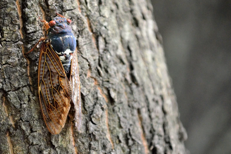 an insect perched on the bark of a tree