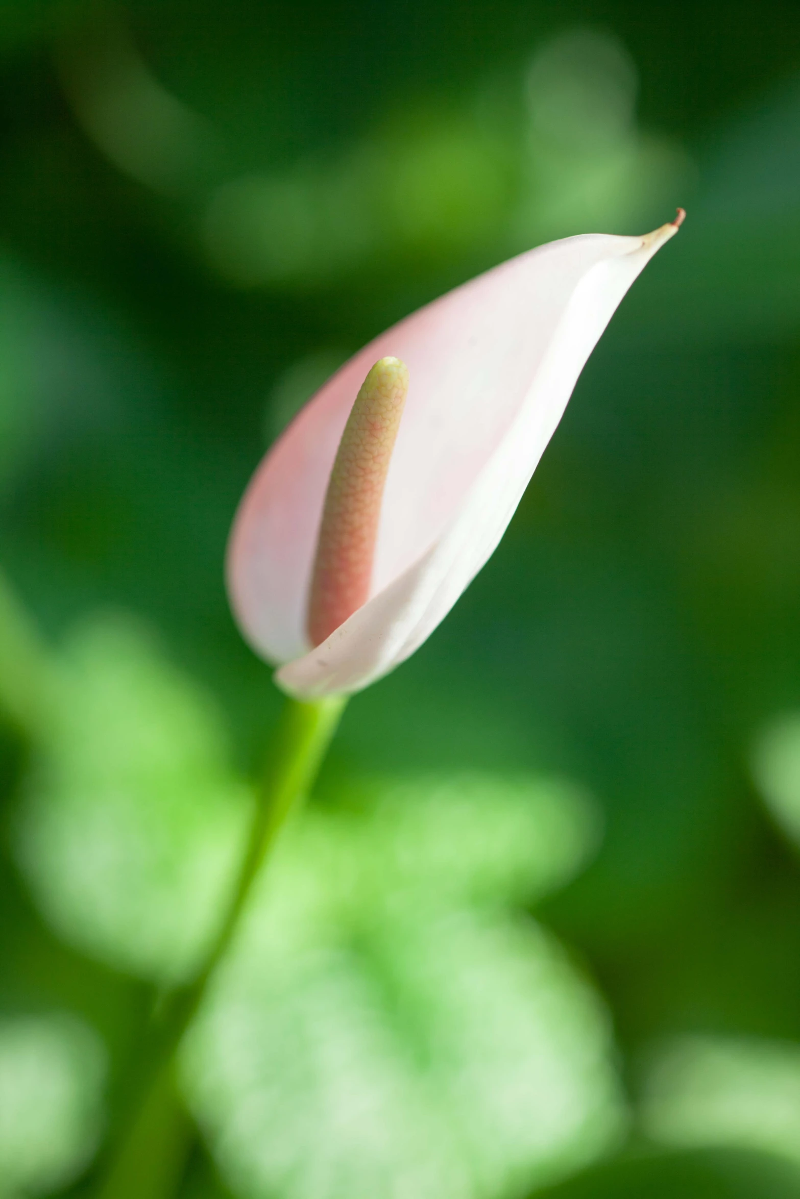 a flower bud close up with blurry backrounds