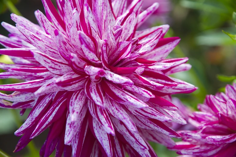 a picture of a close up of a flower