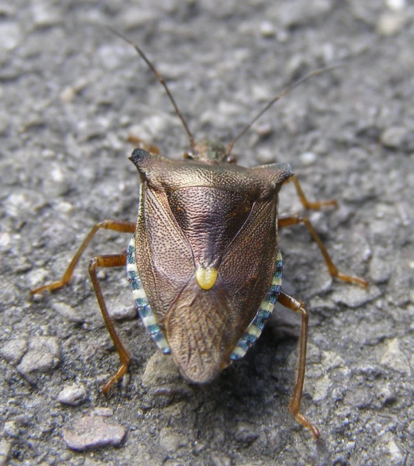 a close up of a bug on the road