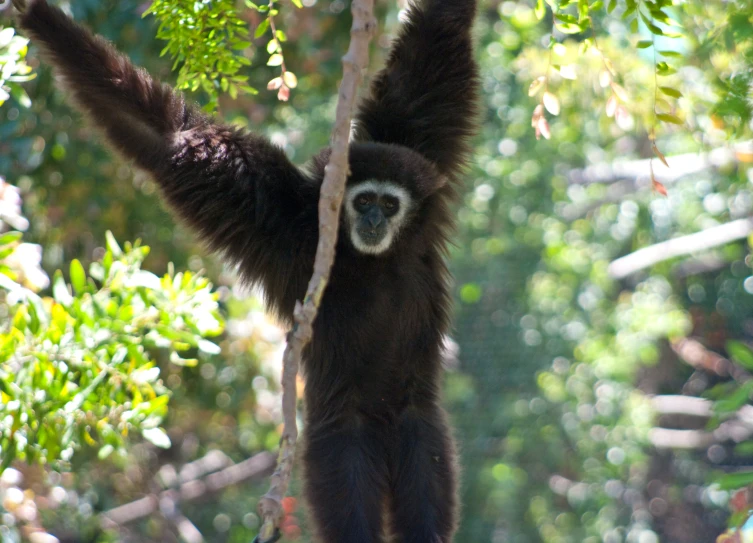 a large long - legged hanging monkey on the tree