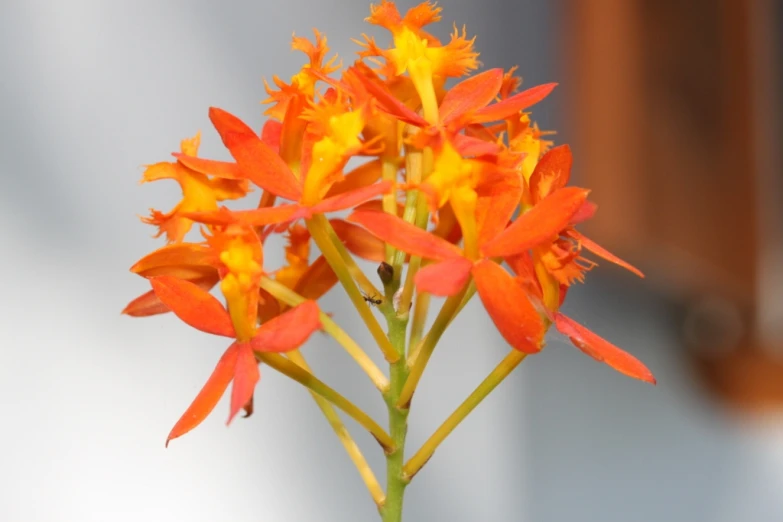 a close up s of a flower with orange petals