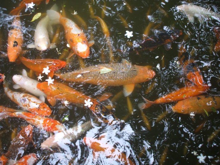 many gold and silver fish swimming around in the water