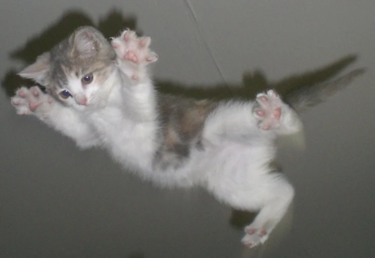a white and grey kitten is flying high up in the air