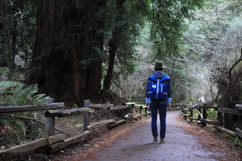 a person walking away from the camera on a forest trail