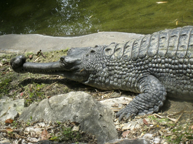 an alligator that is laying down by the water