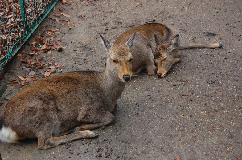 two animals are laying down by a fence