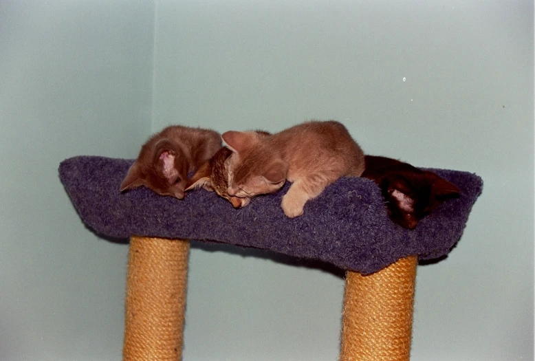 two small cats laying on top of a wooden scratching pole
