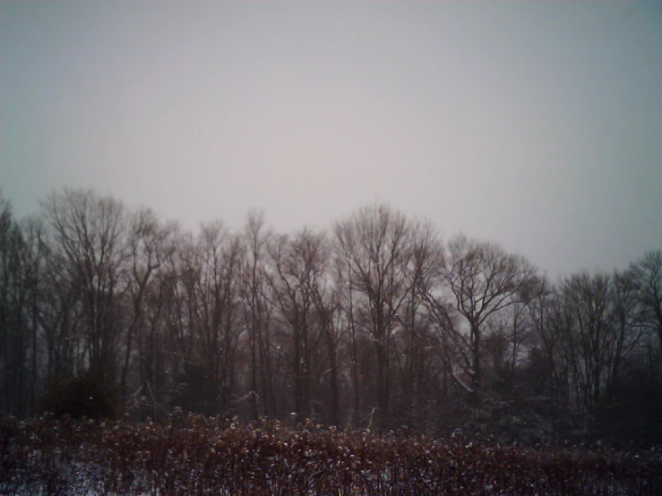 a forest with no leaves covered in snow