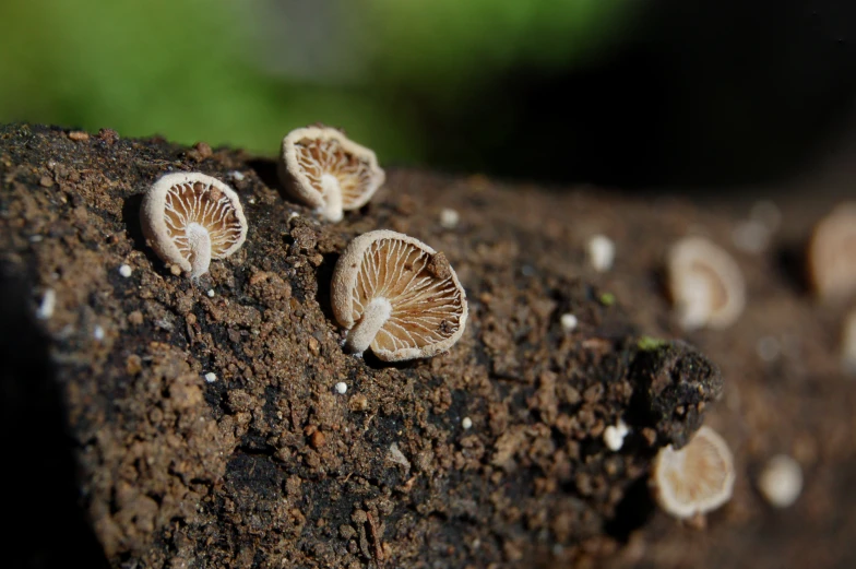 several small mushrooms grow from the rocks