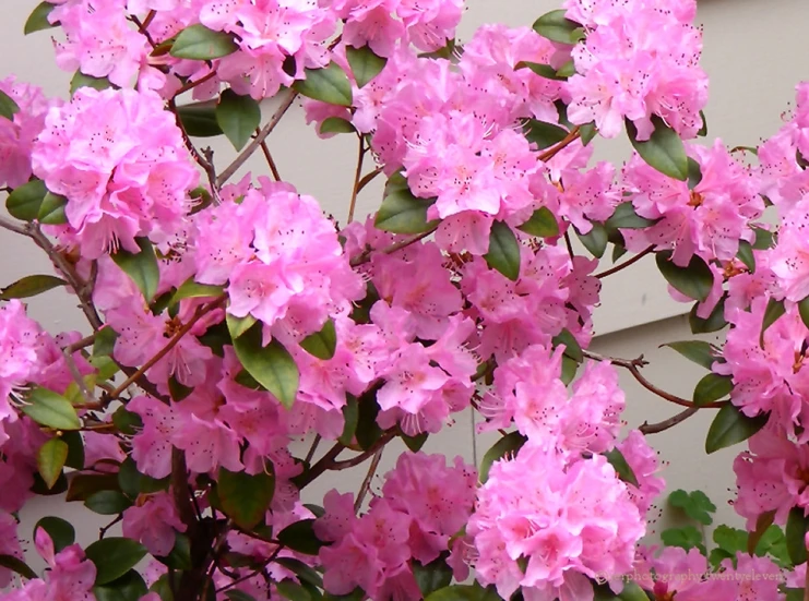 large pink flowering bush in front of an apartment building