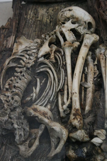 the bones of various animals are stacked in different ways
