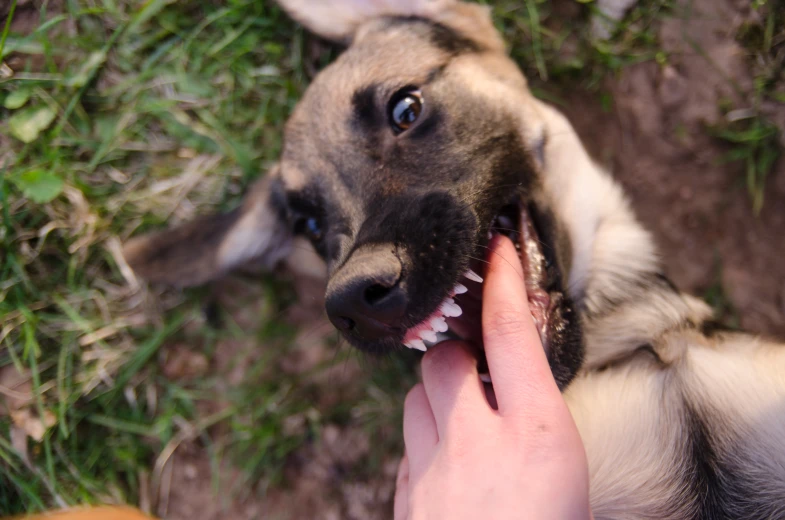 a close - up of the teeth of a dog's mouth and the person holding it with his hand