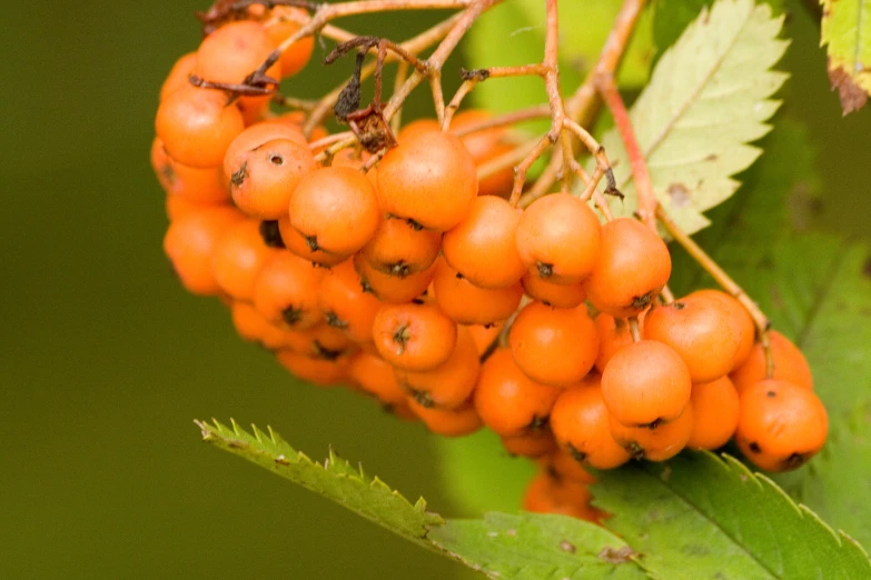 an image of fruit hanging on tree nches