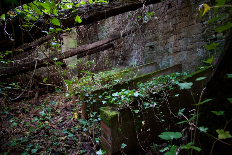 a overgrown area with a broken, cement surface