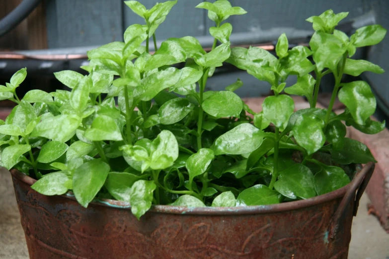 potted plant with leaves in outdoor area