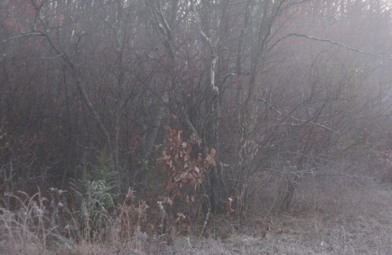 a grassy area with trees on it and snow falling on it