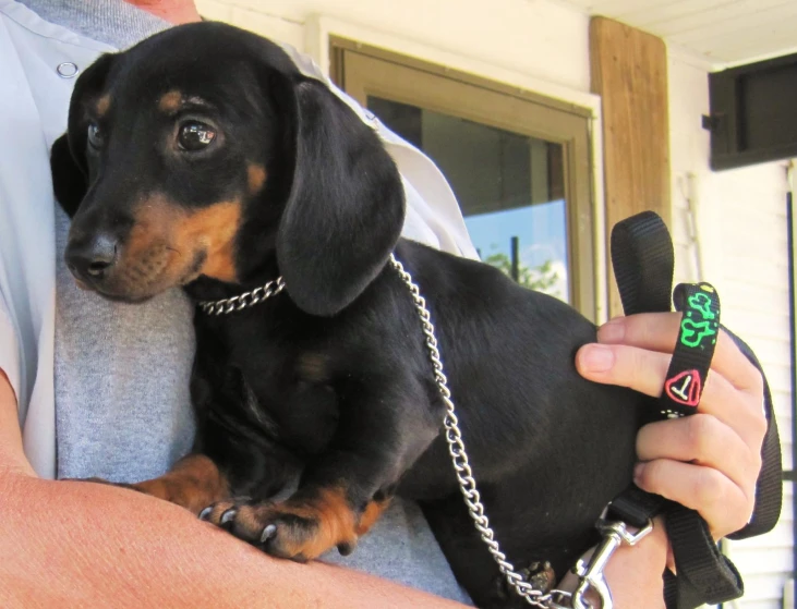 a man holding a dog wearing a leash and a cross pendant