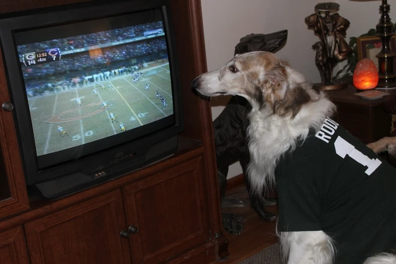 dog dressed up in uniform and standing on legs with head on tv