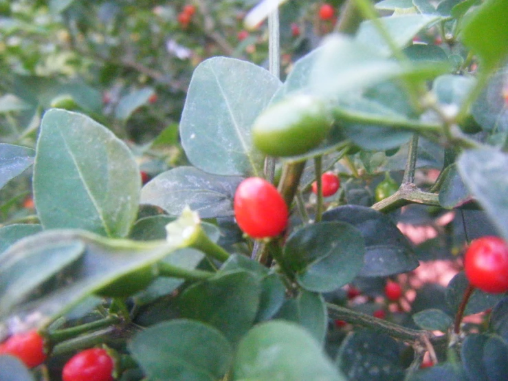 several red berries growing on the nches of bushes