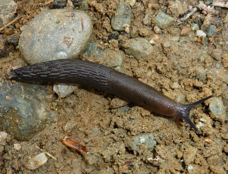 a slug crawls through the rocks and dirt