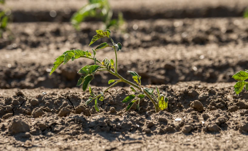 a field filled with dirt and green plant