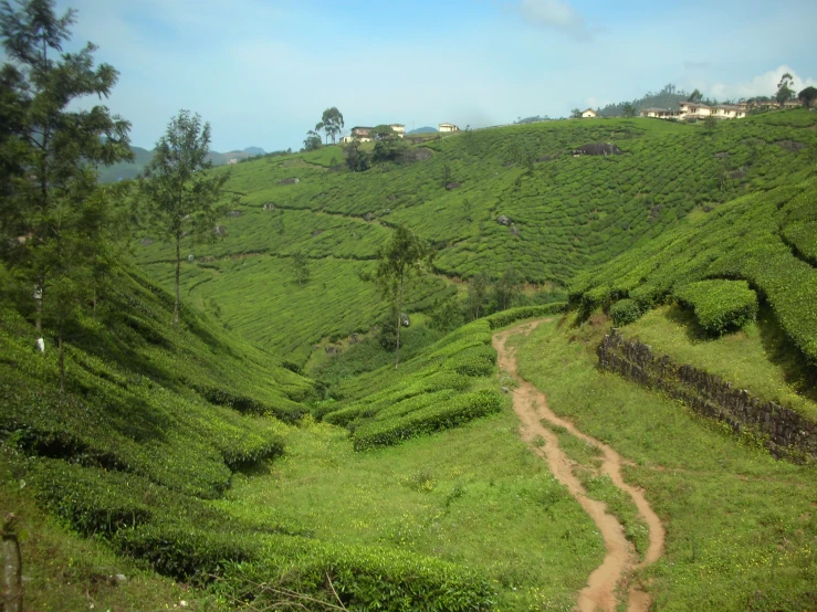 the green mountain has lush hills, trees, and a dirt trail going down the hill