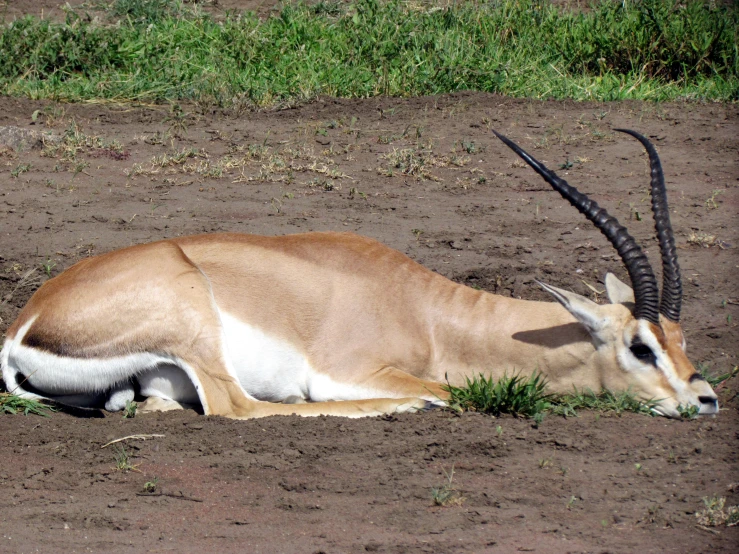 a antelope sitting in a large patch of dirt