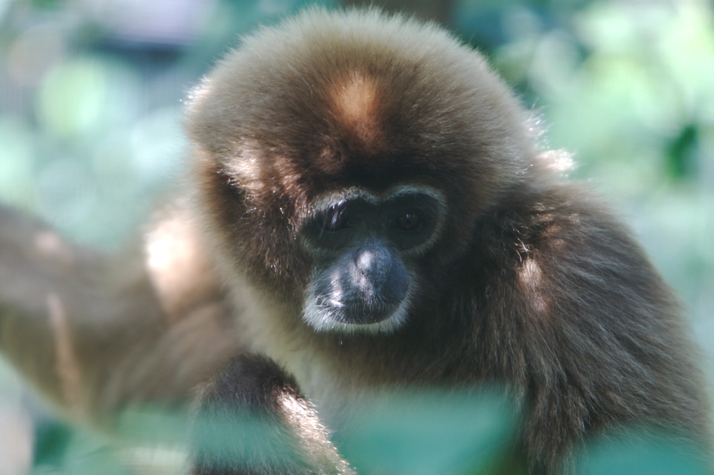 a small monkey with a black face and dark eyes