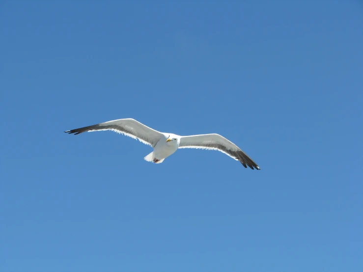 a seagull flying on a bright sunny day