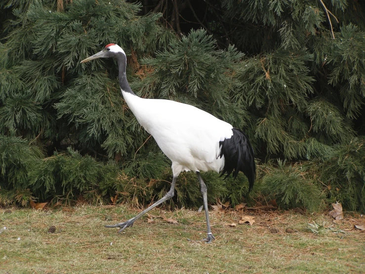 a very large white bird with a black neck