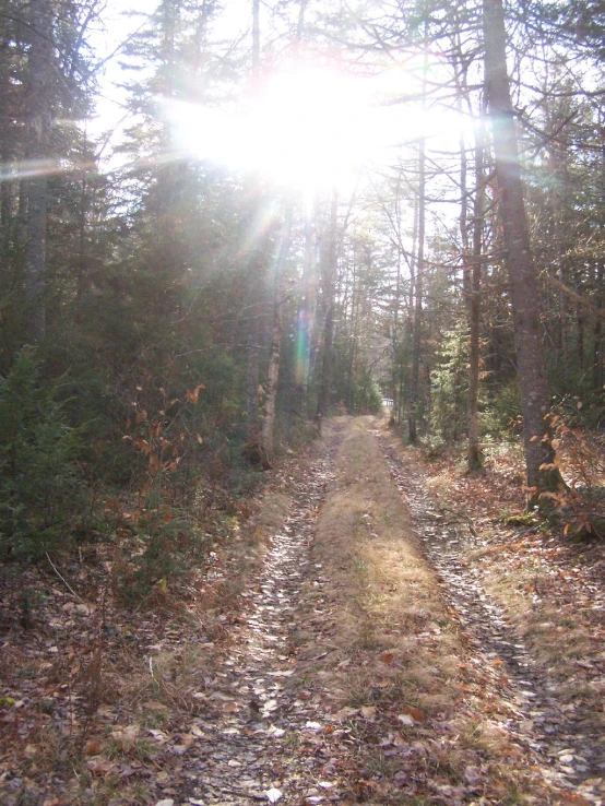 dirt path in the woods with sun peeking through