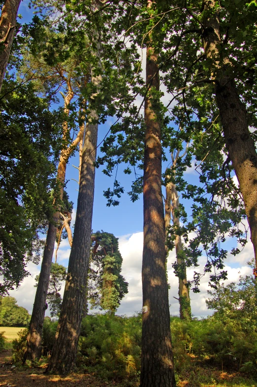 the tall trunks of many trees are casting their shadows on the ground