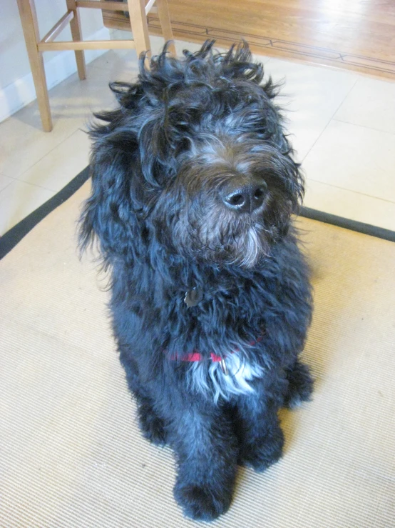 a black fluffy dog sits on the floor